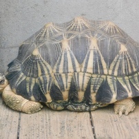 熱川バナナワニ園3