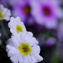 CANON(キヤノン)のデジタル一眼EOS 40D で撮影した写真(画像)一覧