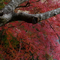 PANASONIC(パナソニック)のデジタルカメラLUMIX DC-TZ90 で撮影した