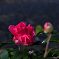 NIKON(ニコン)のレンズ AF-S DX NIKKOR 35mm f/1.8G で撮影した写真