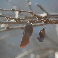 CANON(キヤノン)のレンズ EF55-200mm F4.5-5.6 Ⅱ USM で撮影した写真