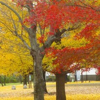 CANON(キヤノン)のデジタルカメラIXY 600F で撮影した写真(画像)一覧