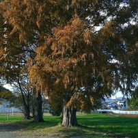 写真句：カラフル写ん歩１：メタセコイア
