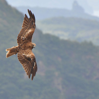 鳶の飛行