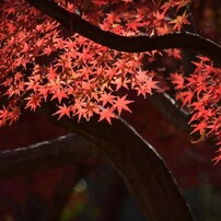 NIKON(ニコン)のレンズ AF-S DX NIKKOR 55-300mm f/4.5-5.6G ED VR で