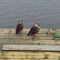 NIKON(ニコン)のレンズ AF-S NIKKOR 50mm f/1.8G Special Edition で