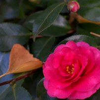 (美品)Nikon AF-S NIKKOR 35mm f/1.8G(作例添付) 作例付】ニコン AF-S DX NIKKOR 35mm f/1.8G 一本持っておきたい大口径