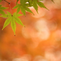 CANON(キヤノン)のレンズ EF-S55-250mm F4-5.6 IS STM で撮影した写真