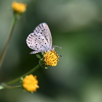 公園でマクロ撮影