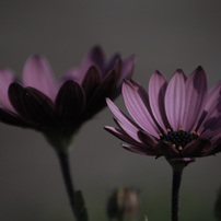 NIKON(ニコン)のレンズ AF-S DX VR Zoom-Nikkor 55-200mm f/4-5.6G IF