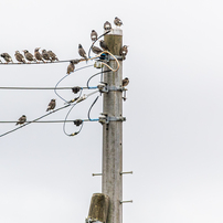 SIGMA(シグマ)のレンズ 18-200mm F3.5-6.3 DC OS (ｷﾔﾉﾝ用) で撮影した