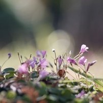 CANON(キヤノン)のレンズ EF135mm F2.8 で撮影した写真(画像)一覧