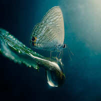 薄明(はくめい)