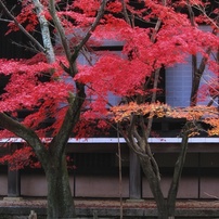 CANON(キヤノン)のデジタル一眼EOS Kiss X5 で撮影した写真(画像)一覧