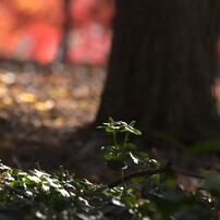 NIKON(ニコン)のレンズ AF-S DX NIKKOR 55-300mm f/4.5-5.6G ED VR で