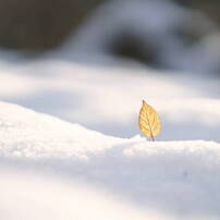 CANON(キヤノン)のレンズ EF135mm F2L USM で撮影した写真(画像)一覧