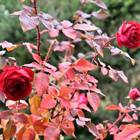 NIKON(ニコン)のデジタル一眼D750 で撮影した写真(画像)一覧- 写真共有