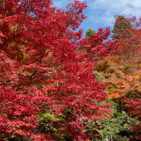 PENTAX(ペンタックス)のレンズ FA☆ズーム28-70mmF2.8AL で撮影した