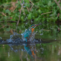 カワセミ狩り風景