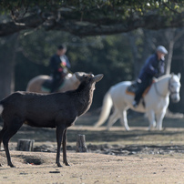 SIGMA(シグマ)のレンズ APO 150-500mm F5-6.3 DG OS HSM (ﾆｺﾝ用) で
