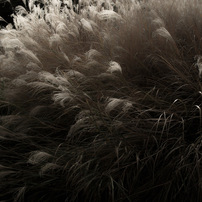 SIGMA(シグマ)のデジタルカメラSIGMA DP2x で撮影した写真(画像)一覧