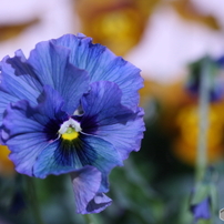 CANON(キヤノン)のデジタル一眼EOS 40D で撮影した写真(画像)一覧