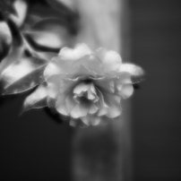 CANON(キヤノン)のレンズ EF135mm F2.8 で撮影した写真(画像)一覧