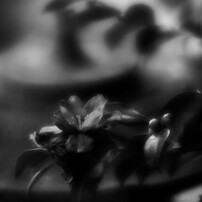 CANON(キヤノン)のレンズ EF135mm F2.8 で撮影した写真(画像)一覧