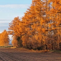 SIGMA(シグマ)のレンズ 30mm F2.8 EX DN [マイクロフォーサーズ用] で