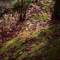 NIKON(ニコン)のレンズ AF-S NIKKOR 85mm f/1.8G で撮影した写真(画像