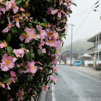 FUJIFILM(富士フイルム)のデジタルカメラFUJIFILM X20 で撮影した写真