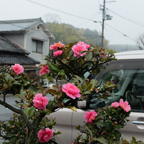 FUJIFILM(富士フイルム)のデジタルカメラFUJIFILM X20 で撮影した写真