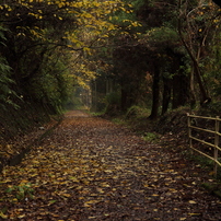 TAMRON(タムロン)のレンズ SP AF 17-50mm F/2.8 XR Di II LD