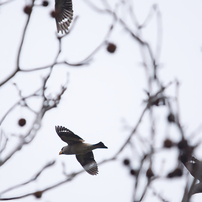 NIKON(ニコン)のデジタル一眼D7200 で撮影した写真(画像)一覧(5ページ