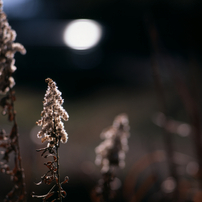 PENTAX(ペンタックス)のレンズ SMC PENTAXM☆67 300mmF4ED[IF] で撮影