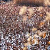 FUJIFILM(富士フイルム)のレンズ フジノンレンズ XF70-300mmF4-5.6 R