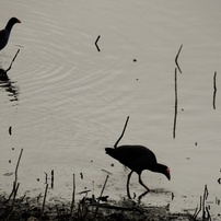 NIKON(ニコン)のデジタル一眼D40x で撮影した写真(画像)一覧- 写真共有