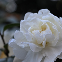 NIKON(ニコン)のデジタル一眼D7200 で撮影した写真(画像)一覧- 写真