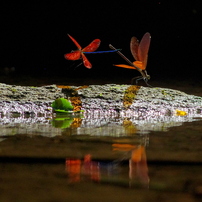 PENTAX K-5 デジタル一眼レフ 作例有り PENTAX(ペンタックス)のデジタル一眼PENTAX K-5 II s で撮影した写真