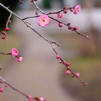 NIKON(ニコン)のレンズ Ai AF NIKKOR 50mm f/1.8D で撮影した写真(画像