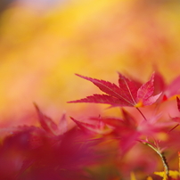PENTAX(ペンタックス)のレンズ HD PENTAX-D FA645 MACRO 90mmF2.8ED AW