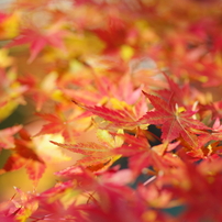 PENTAX(ペンタックス)のレンズ HD PENTAX-D FA645 MACRO 90mmF2.8ED AW