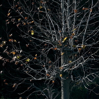 写真句：残る葉