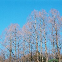 PENTAX(ペンタックス)のフィルムカメラsuper A で撮影した写真(画像