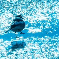 SONY(ソニー)のレンズ E 70-350mm F4.5-6.3 G OSS SEL70350G で撮影