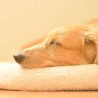 NIKON(ニコン)のレンズ AF-S NIKKOR 50mm f/1.8G で撮影した写真(画像