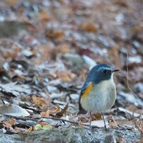 OLYMPUS(オリンパス)のレンズ M.ZUIKO DIGITAL ED 75-300mm F4.8-6.7
