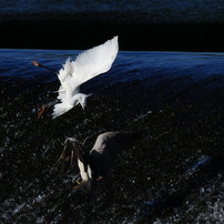 野鳥（水辺）