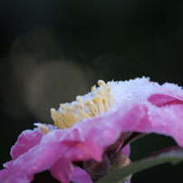 NIKON(ニコン)のレンズ AF-S DX VR Zoom-Nikkor 55-200mm f/4-5.6G IF