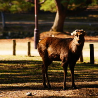 SONY(ソニー)のレンズ DT 55-200mm F4-5.6 SAM SAL55200-2 で撮影した